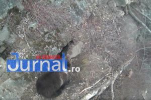 Imagini inedite! Cum încearcă o ursoaică să roadă cablurile care alimentează camerele de monitorizare din munţi