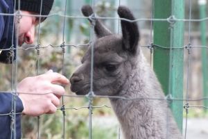 Noi animale la Zoo Oradea: un pui de lamă, trei miei şi doi iezi de Camerun (FOTO)