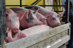 Porci înghesuiţi într-o autoutilitară pe DN7 la Călimăneşti – Șoferul nu avea acte de provenienţă şi de transport