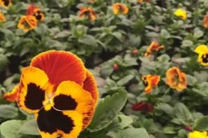 Topul Firmelor Mureşene. Qualiplant SRL Nazna, furnizor de flori, răsaduri şi butaşi