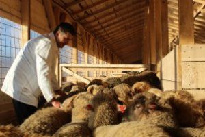  ANSVSA: Cele 180 de oi salvate de pe nava scufundata in portul Midia, transferate la un adapost din Ilfov