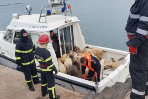 Berbeci salvati de pe nava esuata Queen Hind“, din judetul Constanta in Ilfov
