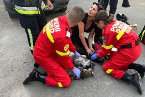 Pompierii intervin, acum, pentru salvare unei pisici!