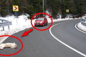 FOTO. Câine împuşcat pe drum în Maramureş. Mobilizare pentru prinderea criminalului!