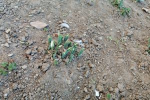 Vreme dată peste cap! Ghioceii au înflorit la câteva zile după “gerul Bobotezei”