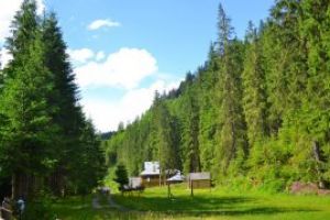 Ministerul Mediului: Studiile de fundamentare a padurilor virgine si cvasi-virgine din Romania vor fi reevaluate