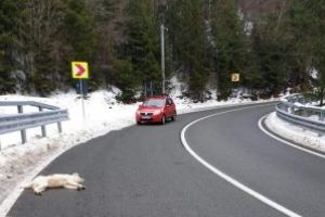 Informatii contradictorii furnizate de Politia Maramures in cazul catelusei ucise la 5 km de Borsa. Nu este deocamdata clar unde a fost ucis animalul