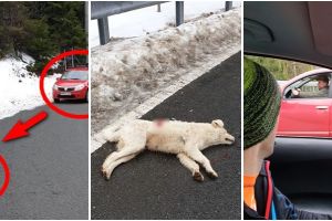 Poliţiştii s-au răzgândit după scandalul public! Dosar penal pentru cel ce a împuşcat câinele