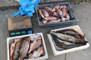 Depistati de jandarmii constanteni comercializand sute de kilograme de peste fara indeplinirea conditiilor legale (galerie foto)