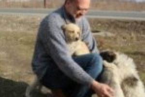 Câini vagabonzi paşnici. Zero incidente la Coronini