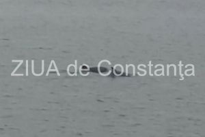 Jocul delfinilor in valurile marii. Imagini din Portul Constanta (galerie foto+video)