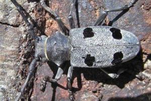 Autostrada Sibiu-Piteşti se ”împiedică” de o specie de gândac. Comisia Europeană ar putea suspenda finanţarea