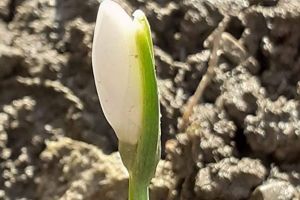 FOTO Au apărut ghioceii la Botoşani