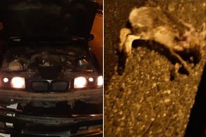 FOTO| BMW avariat de un iepure pe autostrada A3 Cluj – Turda: Gardul de protecţie al autostrăzii lipsea