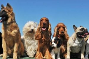 Cei mai frumoşi câini de rasă, expuşi la Deva