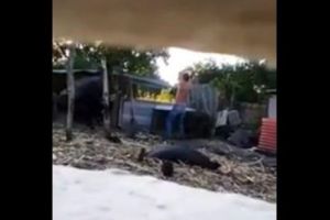 VIDEO ȘOCANT! Un bărbat, surprins când ÎȘI BĂTEA CALUL cu o coasă