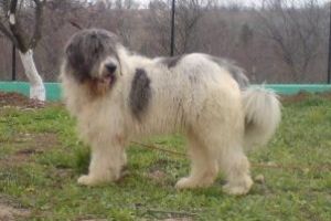 AJVPS Maramures: “Nu va lasati cainii nesupravegheati!”