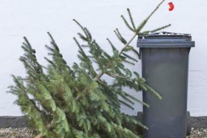 Ridicare gratuită a brazilor de lângă punctele de colectare selectivă din Suceava