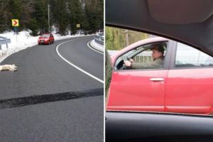 Câine împuşcat în plină stradă la graniţa judeţului