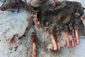 Piei, oase de căprioară şi un cap de urs, descoperite de doi tineri pe malul apei, la Vama