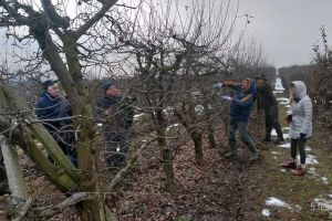 Staţiunea Pomicolă organizează un nou curs de tăiere a pomilor