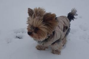 Un simpatic câine rasa Yorkshire s-a pierdut în zona Pavcom