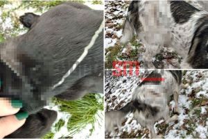 FOTO. Câini prinşi în capcanele braconierilor, în judeţul Satu Mare