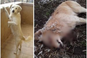 Execuţia lui Rocky: Câine împuşcat în cap, în apropierea casei proprietarilor, în satul Avram Iancu (FOTO)
