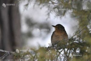 ANM: Vreme frumoasă şi precipitaţii în general slabe cantitativ, în următoarele două săptămâni