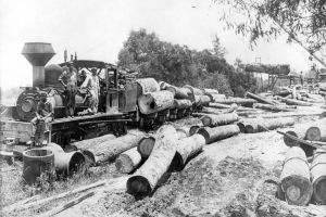 „6000 m.c. lemn stoc”