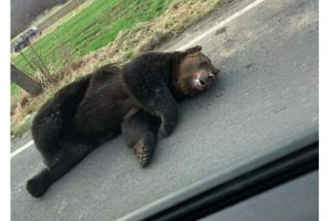 Un ONG cere sancţionarea medicului veterinar care a decis că ursul accidentat la Praid nu mai poate fi salvat