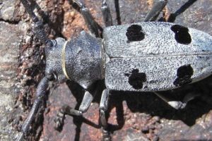 ADEVĂRUL DESPRE GÂNDACUL DE AUTOSTRADĂ