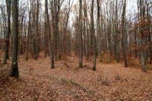 Barbat cazut intr-o padure din Baia Sprie. Salvamontistii intervin