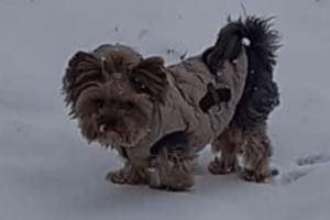 Ruby a fost găsit, mulţumită implicării dumneavoastră!