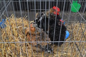 Gripa aviară, în apropiere de Bistriţa-Năsăud