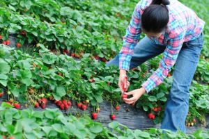 Locuri de muncă pentru bihoreni în străinătate: Se caută „căpşunari” pentru Spania, dar şi studenţi pentru Germania