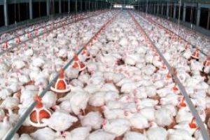 Gripa aviara la o ferma din Seini. Produsele au fost oprite de la comercializare