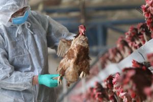 Gripa aviară a intrat în România. Judeţul Satu Mare, înconjurat de virusul mortal