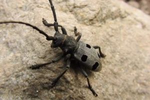 UE nu vrea sa avem autostrazi? Motivul pentru care nu sprijina constructia autostrazilor in Romania: un gandac protejat!