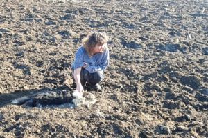 Câini împuşcaţi pe un câmp de lângă Sasca Mare