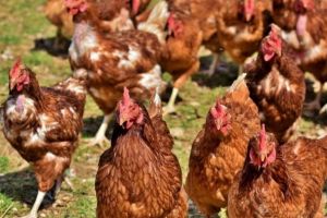 Gripa aviară a ajuns în România. Medicii veterinari avertizează că virusul se poate transmite şi la om