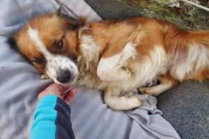 Și Bernardel are nevoie de implicarea dumneavoastră! S-a pierdut în zona Centrului Vechi