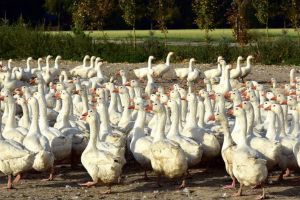 Gripa aviară, la doar 35 de kilometri de Oradea! Virusul a fost descoperit la o fermă de gâşte din Ungaria, în apropiere de graniţă