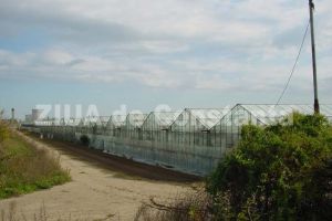 RAEDPP preia administrarea serelor din zona Viile Noi pentru asigurarea puietilor si florilor necesare pentru municipiul Constanta (document)