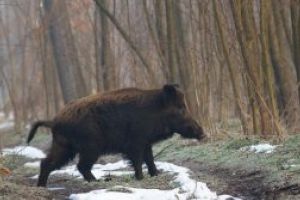 Un nou caz de pestă porcină depistat în zona Baraolt