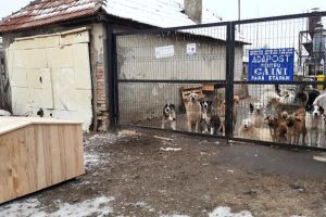 Câinii fără stăpân din adăpostul Primăriei Bistriţa au primit căsuţe noi (FOTO)
