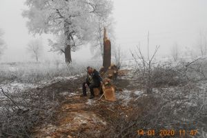 Hoţi de lemne, cu tupeu. În plină zi, la tăiat de copaci în parcul Regina Maria, din Făgăraş (Foto)