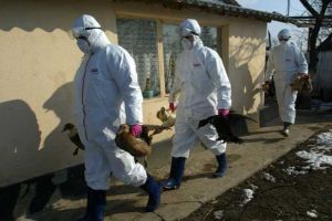 Autorităţile din Botoşani, în alertă din cauza gripei aviare