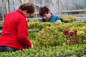 Freziile şi garoafele prind culoare în sera de flori administrată de Primăria Târgu-Mureş