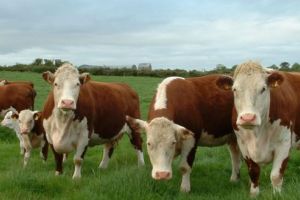 Păşuni din Sărmaşu concesionate prin licitaţie publică